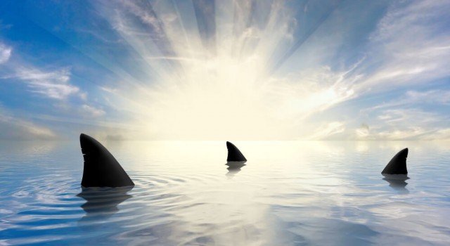 Shark infested waters